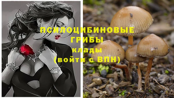 PSILOCYBIN Сафоново